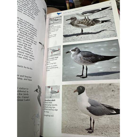 The Audubon Society Master Guide to Birding, Vol. 2: Gulls to Dippers - Picture 3 of 6